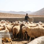 وحیدی: عشایر خراسان شمالی ۲۷ درصد گوشت قرمز استان را تأمین می‌کنند