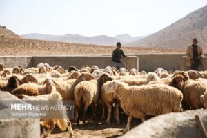 وحیدی: عشایر خراسان شمالی ۲۷ درصد گوشت قرمز استان را تأمین می‌کنند