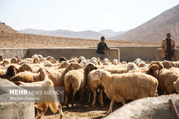 وحیدی: عشایر خراسان شمالی ۲۷ درصد گوشت قرمز استان را تأمین می‌کنند