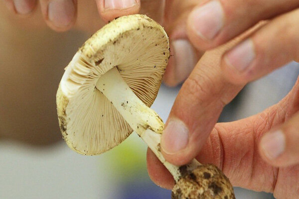 پرهیز جدی از مصرف قارچ‌های خودرو و کوهستانی در خراسان رضوی