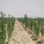 کاشت ۵۲ هزار اصله نهال در تصفیه خانه همدان