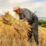 کشاورزی؛ کلید طلایی اشتغال و موتور محرک توسعه پایدار در کرمانشاه