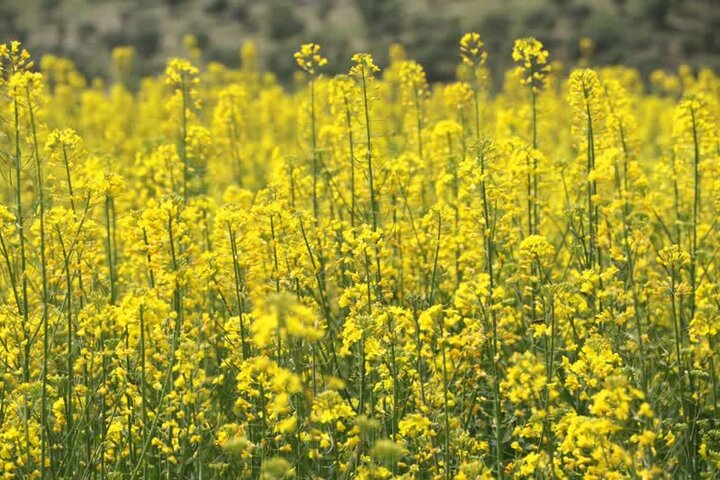 کشت ۸۶ هکتار دانه روغنی کلزا در میانه