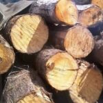 کشف ۶ تن چوب جنگلی قاچاق در نوشهر