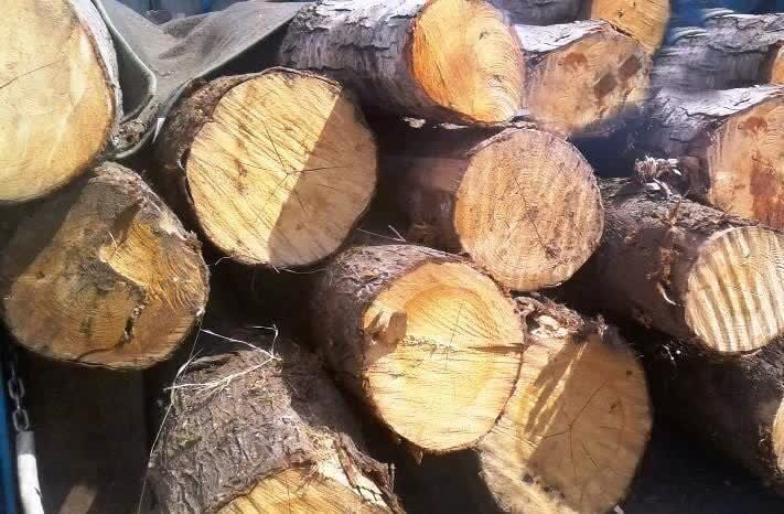 کشف ۶ تن چوب جنگلی قاچاق در نوشهر
