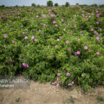 گل محمدی؛ فرصت خوش‌عطر ایلام برای معیشت پایدار