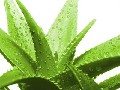 آلوئه ورا خواص, خواص آلوئه ورا برای پوست