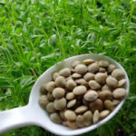 برداشت عدس از ۴۰۰ هکتار از اراضی کشاورزی ایلام آغاز شد
