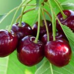 برداشت نوبرانه‌های گیلاس در روستای رحق کاشان
