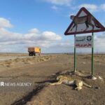 توران در آستانهٔ یک تراژدی جاده‌ای؛ «هلیا» و توله‌ها در کریدور مرگ