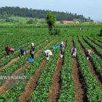  جذب سرمایه‌گذاری پیش‌نیاز توسعه کشاورزی است