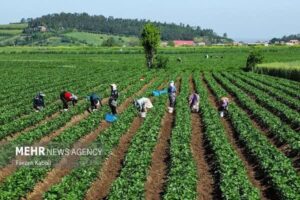  جذب سرمایه‌گذاری پیش‌نیاز توسعه کشاورزی است
