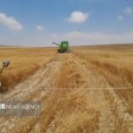 خرید تضمینی ۵۵ هزار تن گندم در مازندران