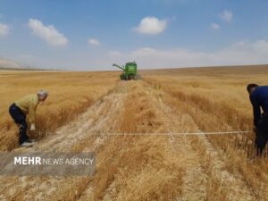خرید تضمینی ۵۵ هزار تن گندم در مازندران