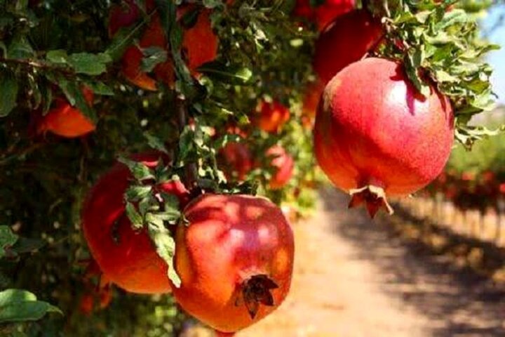 خورهه؛ گنجینه‌ تاریخی محلات در انتظار بازسازی و رونق گردشگری