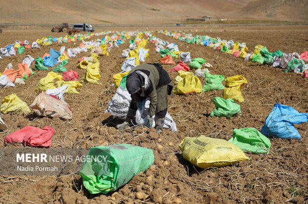 خوزستان آماده جهش در تولید سیبزمینی؛ نیاز به صنایع تبدیلی و سردخانه خوزستان آماده جهش در تولید سیبزمینی؛ نیاز به صنایع تبدیلی و سردخانه