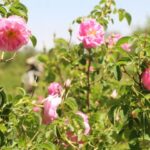 عطر گل محمدی در گلستان‌های لرستان پیچید!