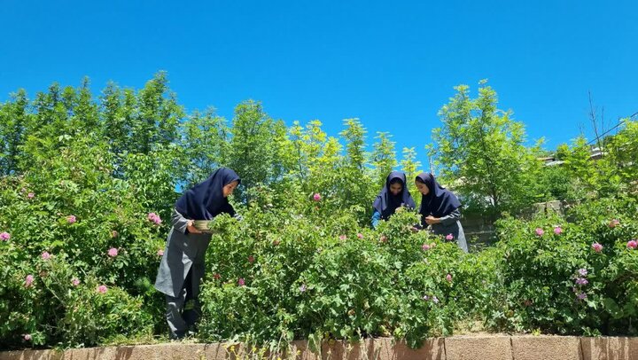 عطر گل و گلاب در مدارس کجور؛ معلم و دانش‌آموز هر دو باغبان شدند