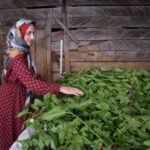لفور جایی که هنوز برای کرم‌ها مادری می‌کنند؛ فراز و نشیب نوغان‌داری