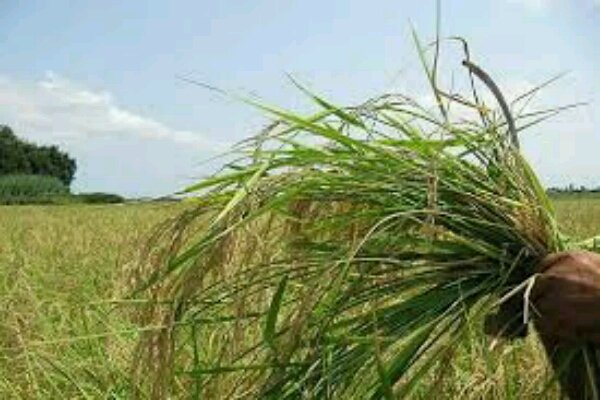 مدیریت علف هرز در بیش از ۱۲ هزار هکتار مزارع گندم و جو قوچان