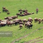 واگذاری ۷ طرح مرتعداری در سمنان؛ گامی بلند برای مدیریت مشارکتی مراتع
