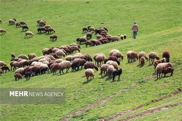 واگذاری ۷ طرح مرتعداری در سمنان؛ گامی بلند برای مدیریت مشارکتی مراتع