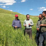 کشت چهار هزار هکتار جو در هشترود