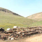 کوچ ییلاقی عشایر آذربایجان شرقی به مراتع سهند