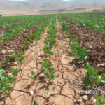 آغاز عملیات کاشت انواع لوبیا در شهرستان اردل