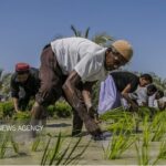 برندسازی راهکار ساماندهی بازار برنج مازندران است