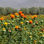 برگزاری روز دانه‌های روغنی گلرنگ و نخود دیم در بستان آباد