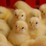 تثبیت جایگاه استان سمنان در تأمین گوشت مرغ؛ ۳.۵میلیون قطعه جوجه‌ریزی