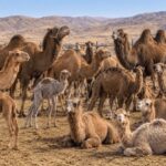تولید سالانه ۱۸۱ تُن گوشت شتر در فارس