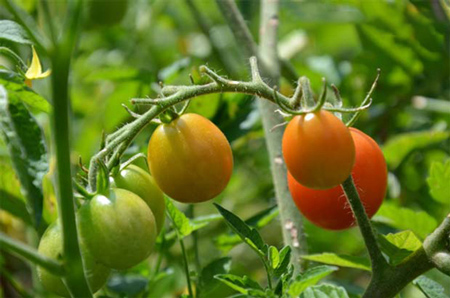 نکات مهم آشپزی,رمز و راز سرآشپز