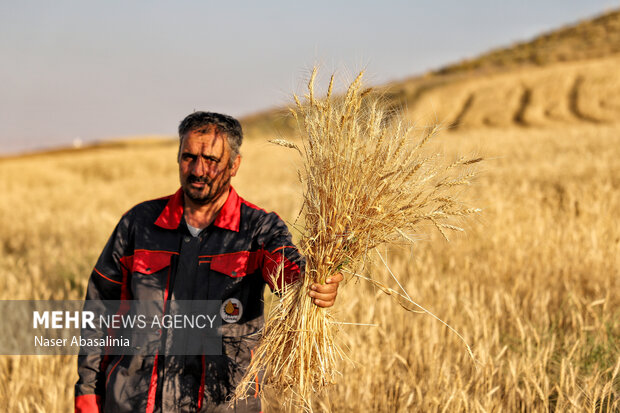 ذخایر کافی گندم و آرد در کرمان؛ لزوم تسریع در پرداخت مطالبات کشاورزان
