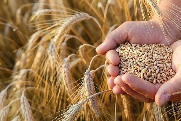ذخایر کافی گندم و آرد در کرمان؛ لزوم تسریع در پرداخت مطالبات کشاورزان