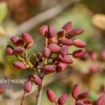 طلای سبز رفسنجان در محاصره خشکسالی و تغییرات اقلیمی