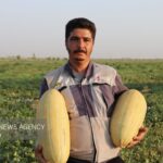 طلای شیرین تربت جام در مسیر بازارهای جهانی