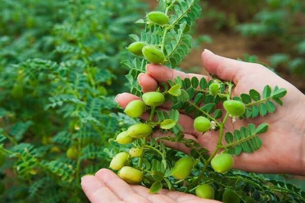 لرستان در جایگاه دوم تولید محصول نخود کشور