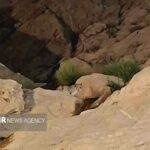 پلنگ به آبشار شاهرود بازگشت؛ همزیستی مسئولانه، ضرورتی دوچندان