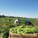 پیش‌بینی برداشت ۲ هزار تن حبوبات از اراضی آیش کبودراهنگ