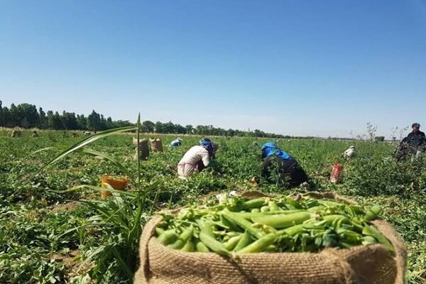پیش‌بینی برداشت ۲ هزار تن حبوبات از اراضی آیش کبودراهنگ