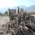 کشف یک تن چوب تاغ قاچاق در محور سمنان-دامغان؛ متهمان دستگیر شدند