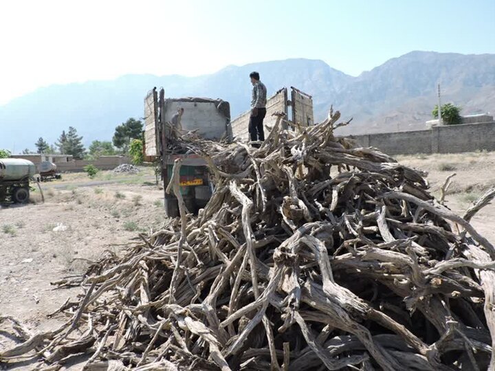 کشف یک تن چوب تاغ قاچاق در محور سمنان-دامغان؛ متهمان دستگیر شدند