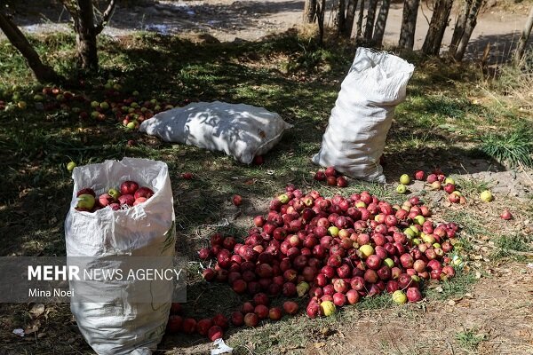 یاقوت شیرین در انتظار صنایع تبدیلی؛ برداشت ۶۷ هزار تن سیب در کرمانشاه یاقوت شیرین در انتظار صنایع تبدیلی؛ برداشت ۶۷ هزار تن سیب در کرمانشاه