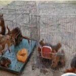 ۱۳ بچه‌سنجاب نجات‌یافته از قاچاقچیان به طبیعت سروآباد بازگشتند