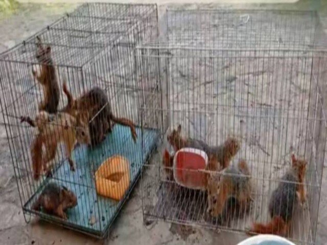 ۱۳ بچه‌سنجاب نجات‌یافته از قاچاقچیان به طبیعت سروآباد بازگشتند