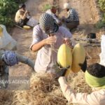 ۱۷۵ هزار تن خربزه تربت جام راهی بازارهای داخلی و صادرات می شود