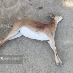  ۷۶ شکارچی متخلف محیط زیست در خراسان‌ جنوبی دستگیر شدند