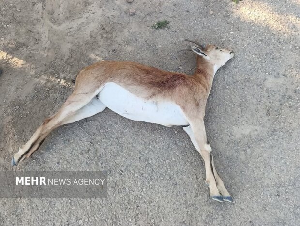  ۷۶ شکارچی متخلف محیط زیست در خراسان‌ جنوبی دستگیر شدند
